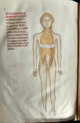 GUIDO DA VIGEVANO, (Guido da Pavia) (1280 – 1349)