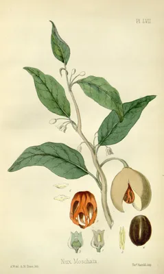 HAMILTON, Edward (1815 – 1903)