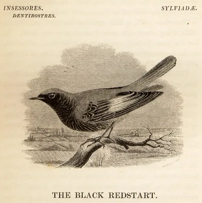 THOMPSON, John (1785 – 1866)